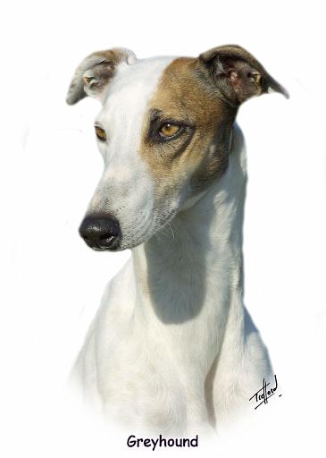 Greyhound 9K71D-17.jpg